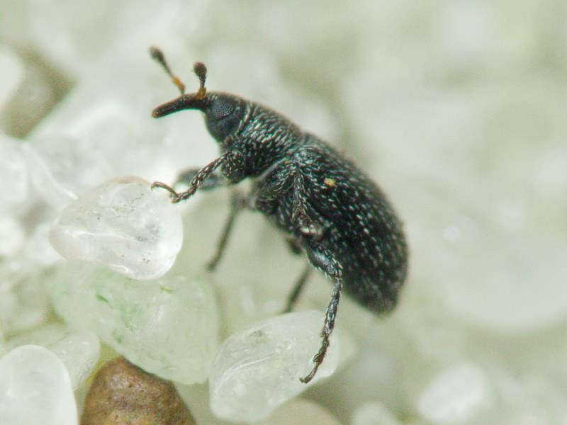 Gymnetron melanarium Germar, 1821